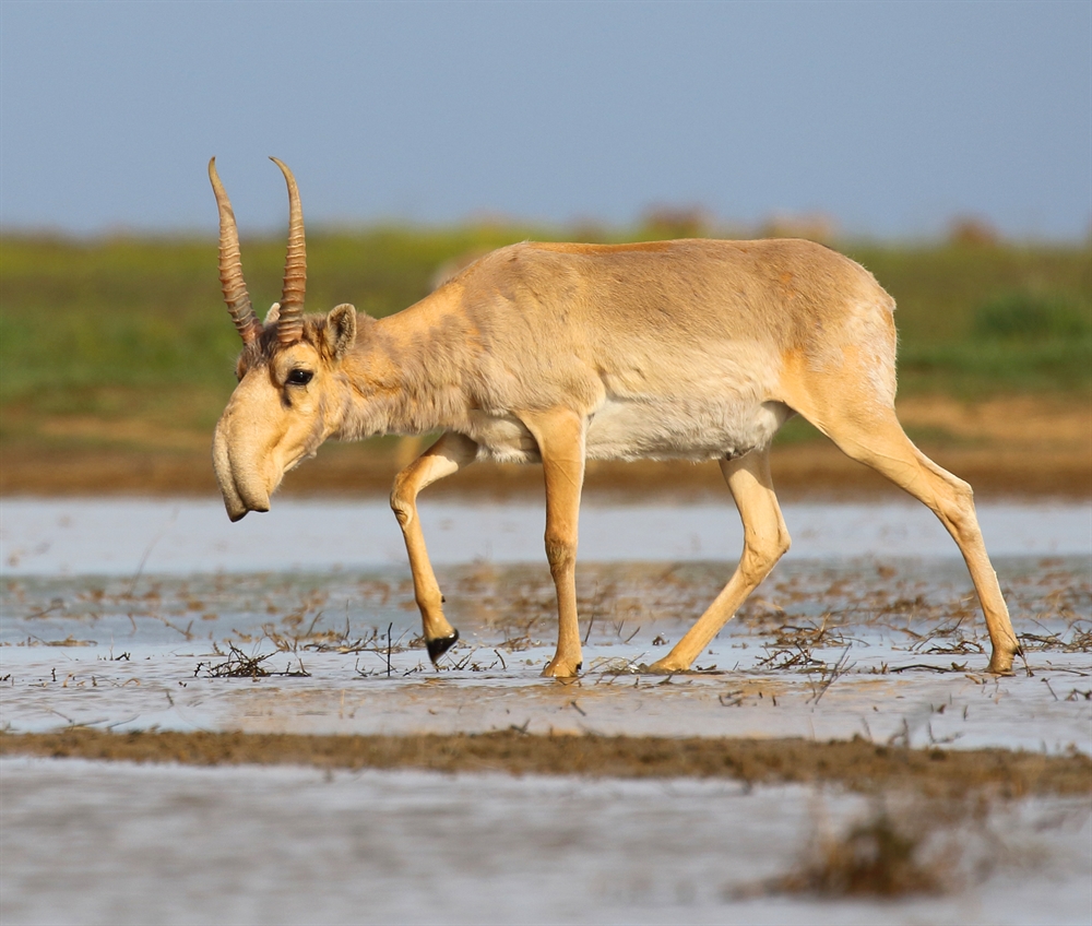 CITES CoP20 Decision Allows International Trade in Saiga Horn, Strongly Opposed by WCS